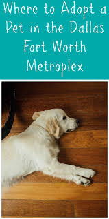 We are located in fort worth, but reach out to other communities in the dfw area. Where To Adopt A Pet In The Dallas Fort Worth Metroplex Dallas Fort Worth Pets Things To Do In San Antonio