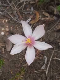 Image result for Gethyllis