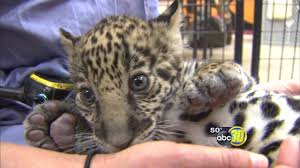 California Cat Haven Welcomes 2 Baby Jaguars Abc7 Chicago