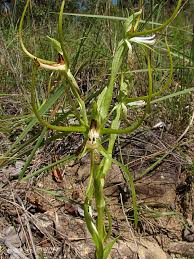 Image result for Habenaria cirrhata