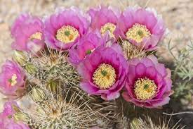 Maybe you would like to learn more about one of these? Pickle Barrel Trading Post 36 Photos 28 Reviews Jewellery 404 S Broad St Globe Az United States Phone Number Yelp