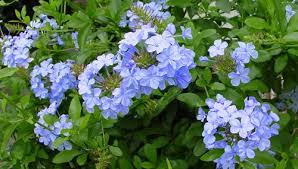 Scegli qui sotto i migliori arbusti sempreverdi, con bacche o con fiori, da piantare nel tuo giardino. Quando Pensiamo Ai Gerani I Colori Che Ci Vengono In Mente Sono Quelli Che Vanno Dal Bianco Al Rosa Al Rosso Al Lilla E Di Fatto E Quella Gerani Piante Fiori