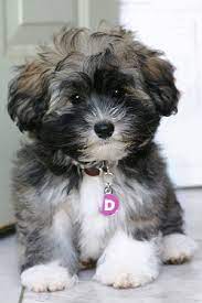 The havanese is a member of the toy group and is typically 8.5 to 11.5 inches in height and 10 to 16 pounds in weight. Teacup Havanese Puppies For Sale Zoe Fans Blog Puppies Cute Animals Havanese Puppies