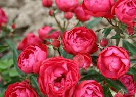 It celebrates the contribution that fathers and father figures make for their children's lives. Mini Roses