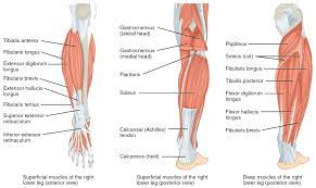 Muscles Of The Lower Leg And Foot Human Anatomy And Physiology Lab Bsb 141