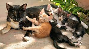 Bc spca activates emergency response for pet guardians impacted by b.c. Tnr For Community Cats Approved In Indiana Pa