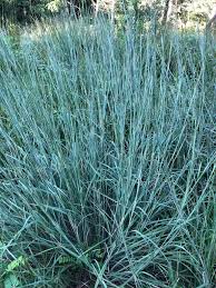 Image result for Schizachyrium