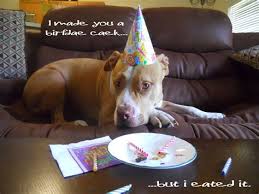 Features song lyrics for pitbull's happy birthday album. Pitbull Birthday Memes