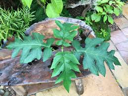 Montanoa elegans, polymnia grandis, montanoa pyramidata. Mike Clifford On Twitter And Now For Something Completely Different Montanoa Bipinnatifida The Tree Chrysanthemum A Huge Shrub That Can Reach 12 Tall And Wide It Produces These Amazing Cut Leaves And