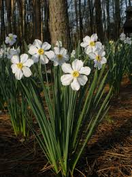 Narcissus Poeticus Poet S Daffodil Poet S Narcissus Nargis Pheasant S Eye Findern Flower And Pinkster Lily Daffodils Planting Narcissus Flower Daffodils