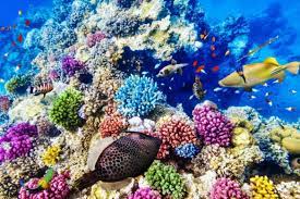 Visit famous dive areas such as ribbon reefs, bougainville reef and osprey reef. Great Barrier Reef Artenvielfalt Die Beeindruckt