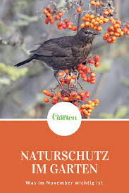 Naturschutz Im Garten Was Im November Wichtig Ist In 2020 Garden Animals Small Backyard Landscaping Winter Garden