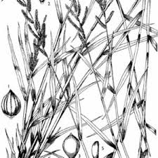 Image result for Echinochloa brevipedicellata