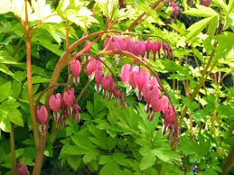 Its relatively fine texture sets it apart from other garden plants with less refined foliage. Gold Heart Bleeding Heart A Spring Beacon Rotary Botanical Gardens