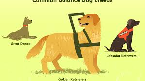 Otherwise, their handlers will find themselves having to explain everywhere that they go that their dog is a service dog. Balance Service Dogs For Multiple Sclerosis