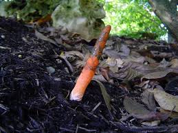 Image result for Mutinus elegans