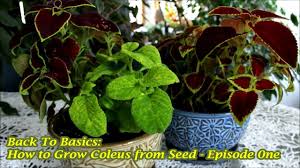 We'll cover the cagr definition, plus the limitations associated with the formula. Back To Basics How To Grow Coleus From Seed Episode 0ne Youtube