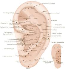 Ear Acupoints H Ada Googlom Acupressure Treatment Ear Seeds Acupuncture