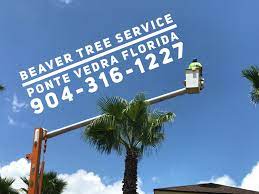 Beaver Tree Service And Stump Grinding Local Family Owned And Operated Licensed And Insured Commer Tree Service Ponte Vedra Florida Atlantic Beach Florida