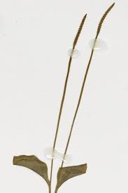 Image result for Ophioglossum costatum