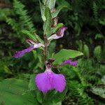 Image result for Brachycorythis angolensis