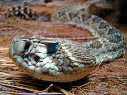 Venomous snakes have two fangs that deliver venom when they bite. It S Snake Season Here S What You Need To Know Chattanooga Times Free Press