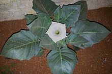 It depicts a red flower with twist effects added to it, giving it an abstract, surreal look. Datura Wikipedia