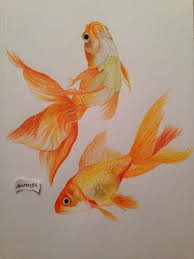 Pin By Derinsart On Derinsart Watercolor Pencil Art Goldfish Art Fish Painting