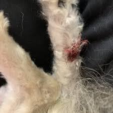 Below you will find an interactive google map which will tell you where there are pet stores located near you. Pet Shops Near Me That Are Open Off 74 Www Usushimd Com