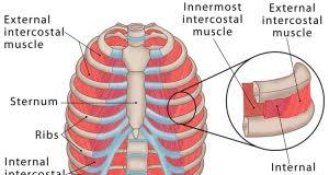 Did you know the rib cage plays a role in posture alignment? Intercostal Muscles Definition Location Anatomy Functions