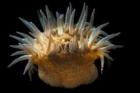 Image result for Aneilema termitarium