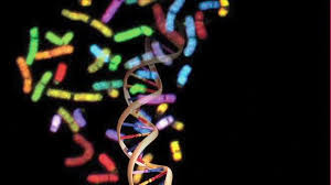 This returning exhibition looks at the complexities of the genome—the complete set of genetic or. The Human Genome Unlocking Life S Code Smithsonian Magazine