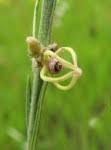 Image result for Periglossum mackenii