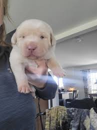 2 females available april 15th Pierce Idaho