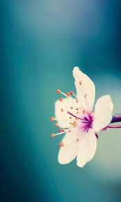 The company's first flexible product was a curved amoled display (sid's 2014 display of the year); Super Amoled Hd Wallpapers Pro Theme For Android Apk Download