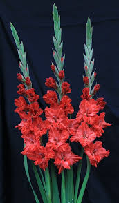 Pin On Gladiolus