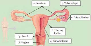 Buku paket ipa kelas 9 semester 1 halaman 16. Kunci Jawaban Melengkapi Gambar Organ Organ Penyusun Sistem Reproduksi Perempuan Rofa Education Centre