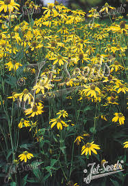 Image result for Rudbeckia laciniata