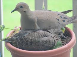 Mama And Baby Dove In My Garden Beautiful Birds Bird Feathers Bird Cages