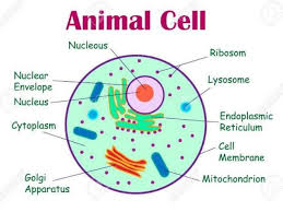 What is the cell structure of animalia. Explain The Structure Of An Animal Cell Brainly In