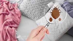 Check spelling or type a new query. How To Find Bed Bugs And Get Rid Of Them Take Care Termite