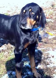 Black And Tan Coonhound Doberman Pinscher Mix Adopt Bob On Petfinder Pets Pets Cats Coonhound