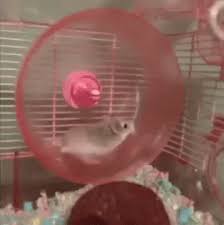 Hamster Wheel Gif Hamster Wheel Gifs Funny Hamsters Funny Cat Memes Hamster Wheel
