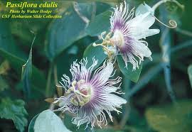 Image result for Passiflora edulis