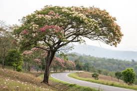 Image result for Dipterocarpaceae