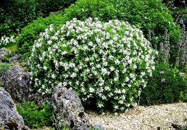 Image result for Gardenia