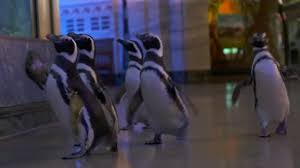 Shortly after graduation he entered the workplace at wesco wamix (later known as lone star. Chicago S Shedd Aquarium Penguins Become Online Sensation During Pandemic Cbs News