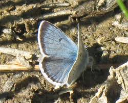 Image result for Swertia pleurogynoides