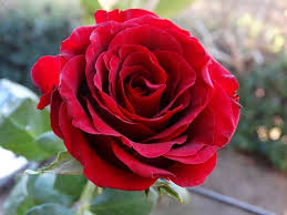 Bidang bunga dandelion dan daisy, bunga rumput dandelion, padang rumput daisy dan dandelion, tanaman herba, putih, wallpaper komputer png. Ú¯Ù Ø±Ø² ÙØ±ÙØ² Rose Flower Photos Red Flower Photos Red Roses
