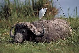 Resultado de imagen para mutualismo en animales